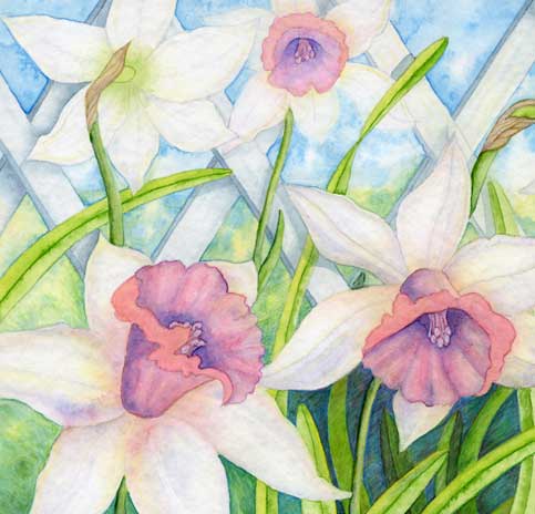 daffodils